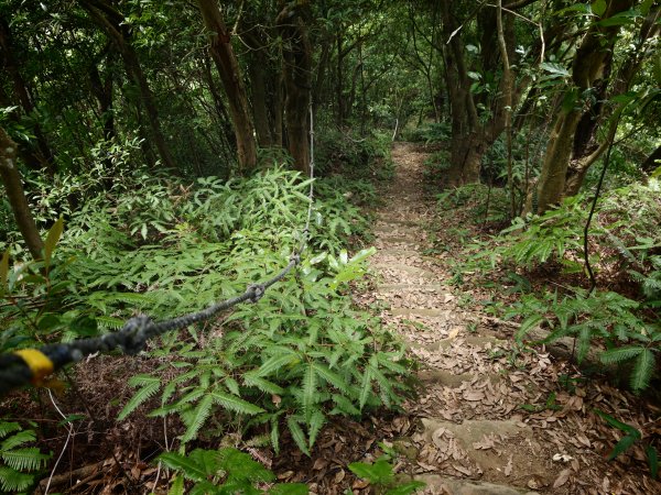 [淡蘭古道] 2026_0523 南路第一段_樹梅古道3069600