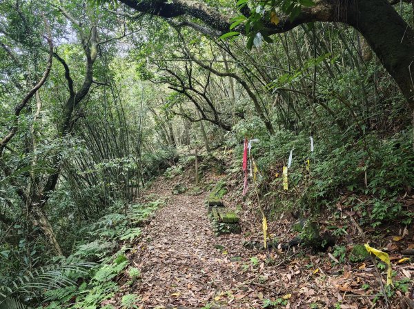 [淡蘭古道] 2026_0502 北路第二段_楊廷理古道3047711