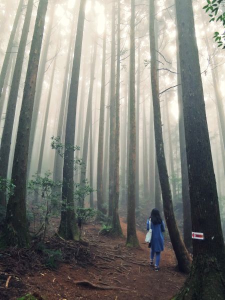 迷霧森林 野馬瞰山步道414841