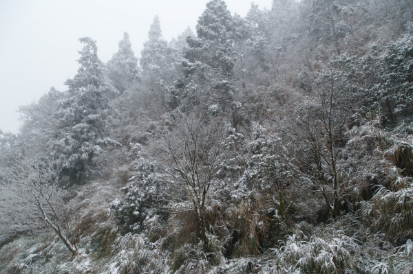 【攝野紀】雪中見晴264596