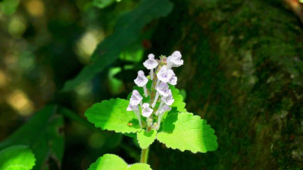 紫花酢醬草2739935