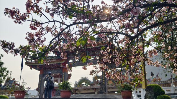 #大鳳蝶 (雌無尾) #綠繡眼 #頂湖小鎮 #紫藤 #觀音山 #日出 #天元宮 #吉野櫻 3/313026506