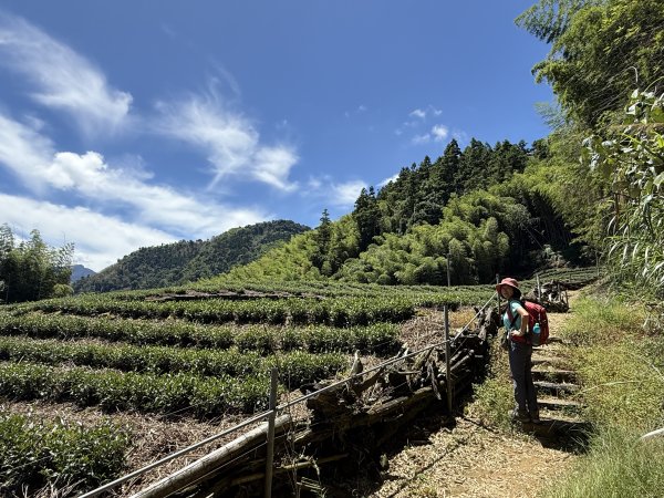 阿里山 奮瑞古道 202506282827162