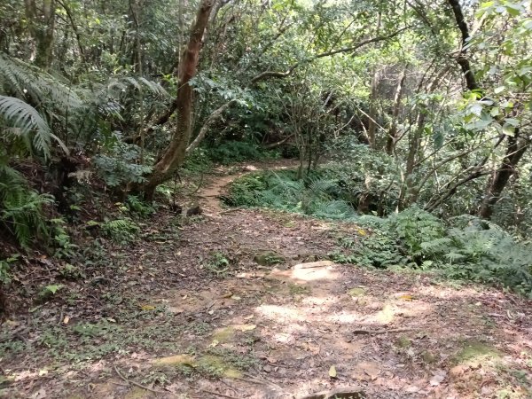 五指山古道+友蚋山南峰2757035