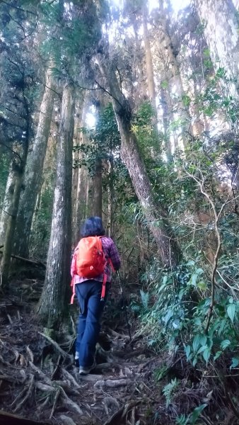 金柑樹山、金柑樹山西北峰、嶺頭山東峰、嶺頭山4山連走1606915