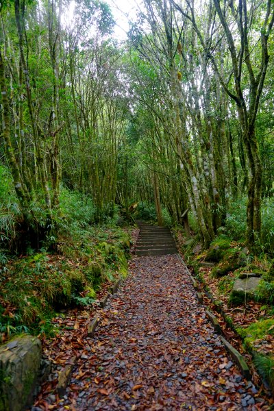 檜山巨木森林步道481591