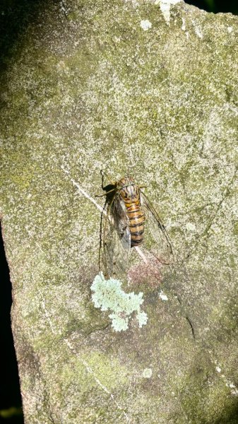 霧台-德文山2801899