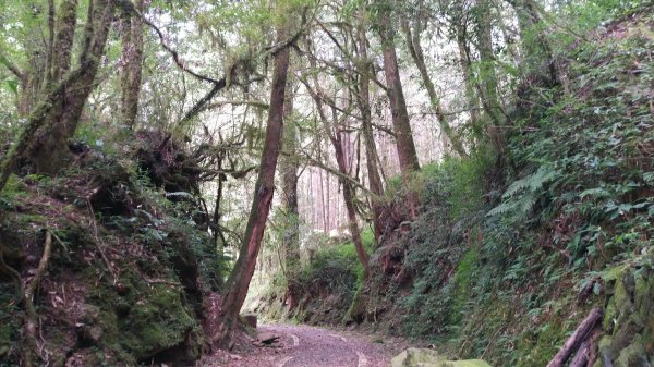 嘉義 阿里山 特富野古道(0K~2.7K)1486852