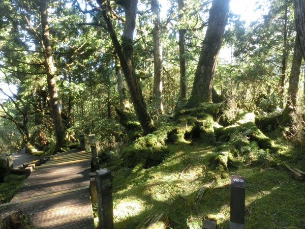 檜木原始林步道672707