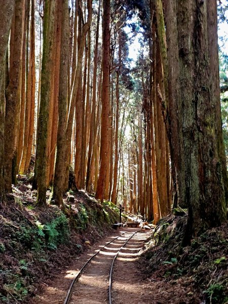 特富野古道-2024嘉遊好步道．來嘉走走2674386