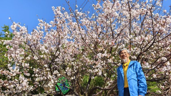 #中山樓 #陽明公園 #十八份 #墨染櫻 #吉野櫻 #唐棉 #小實女貞 #大紅蛺蝶 #夕陽 3/13017019