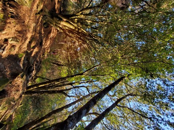 中橫大辣－屏風山1507796