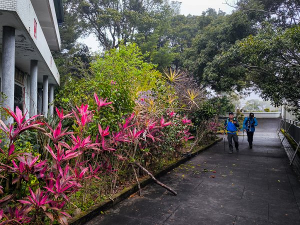 2025-03-08 汶水三山：金童山、汶水山、玉女山 連走2736488