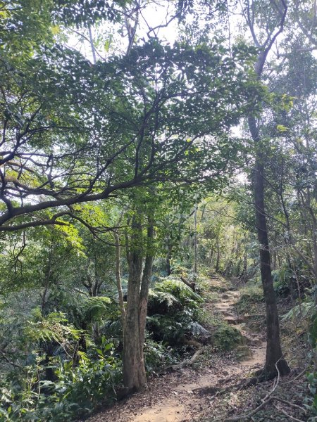 微笑山線：【二格山系】筆架連峰段2963177