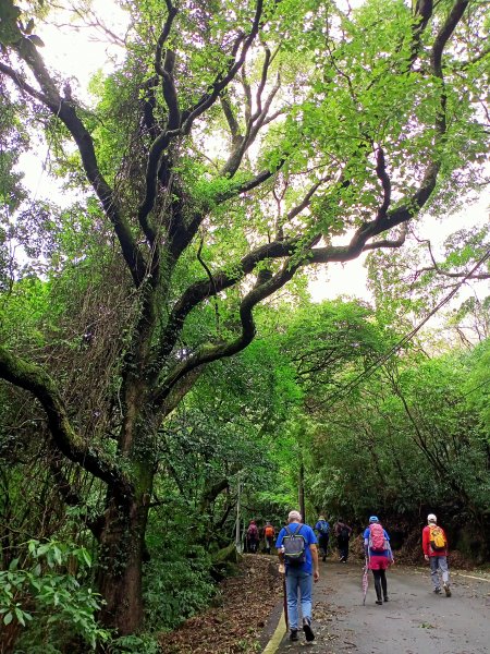 山清水麗的陽明山國家公園 (天母→猴洞→半嶺→湖山→陽峰古道→大屯瀑布→青春嶺→猴崁→竹子湖黑森林)1835229