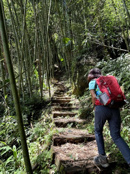 阿里山 奮瑞古道 202506282827174