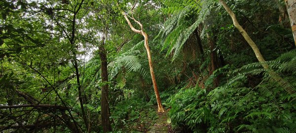 2025/11/02_大崎棟古道+騎龍古道+逃學步道2929066