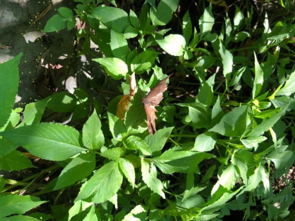 埔里彩蝶瀑布之國姓鄉眉冷山及糯米橋1466171