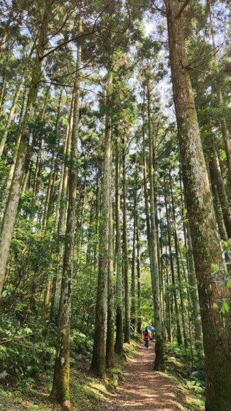 【中級山縱走】志繼山，東眼山，拉卡山，卡外山，東滿步道2742591