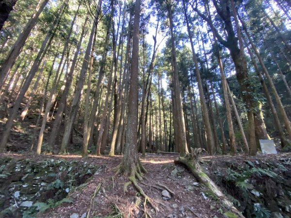 《走進百年前的山林｜霞喀羅古道22K縱走．一條被歷史刻下痕跡的路》3029910