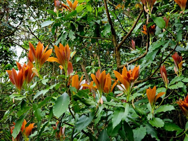 白雲山-小百岳#69-高雄市甲仙區2750261