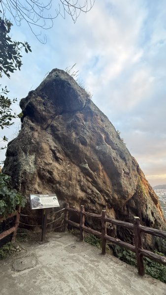 20260111微笑山線：【大棟山系】405高地段+百年大榕樹段2982899