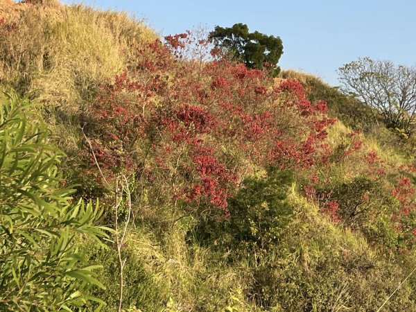 知高圳步道2711626