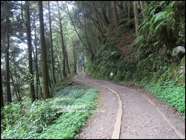 嘉義。特富野古道。鐵道森林最美的步道422581