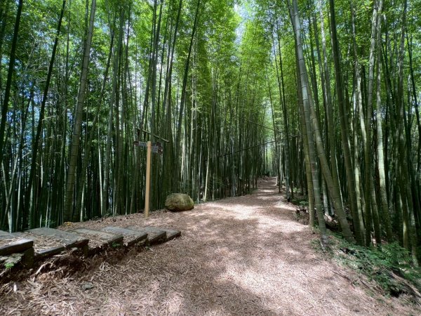 嵐山再古坑。五元兩角 木馬古道2806156