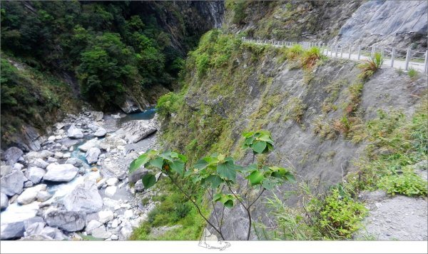 登山健行│花蓮秀林，白楊步道956478