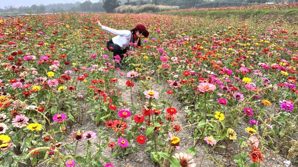 小百岳關刀山889m+銅鑼杭菊1924061