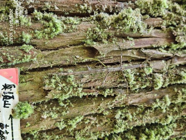 【菁桐】巡山東勢格古道全段加碼臭頭山2848029