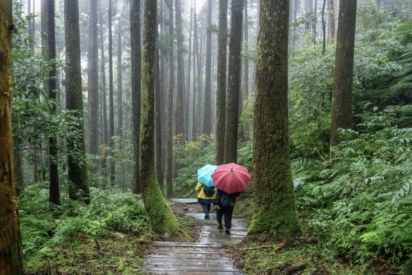 東眼山雨中尋幽