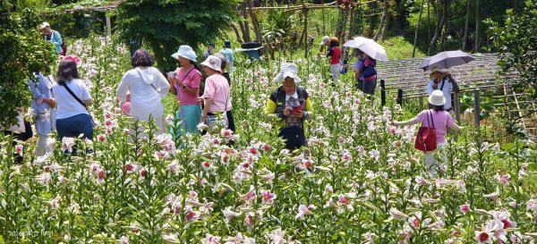 追花是簡單的快樂，賞花是恬淡的幸褔 #LO百合 #金針花 5/123053123