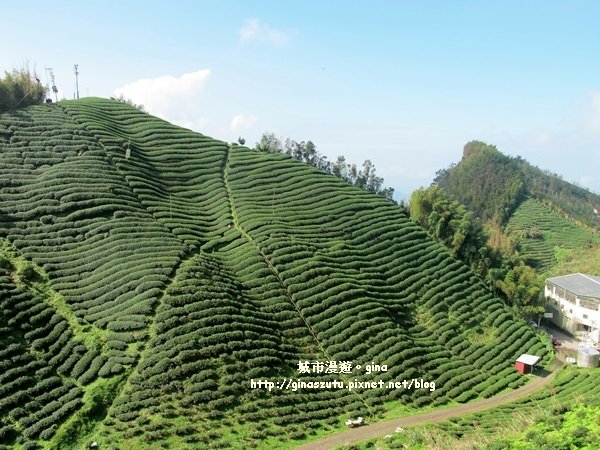 南投鹿谷~聽風~雲起~大崙山觀光茶園步道964991