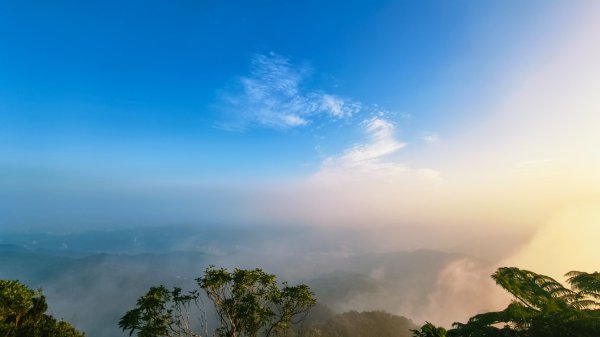 雲山水花鳥蝶-天龍國阿伯的日常 #艷紅鹿子百合 #大鳳蝶 #玉帶鳳蝶2863901