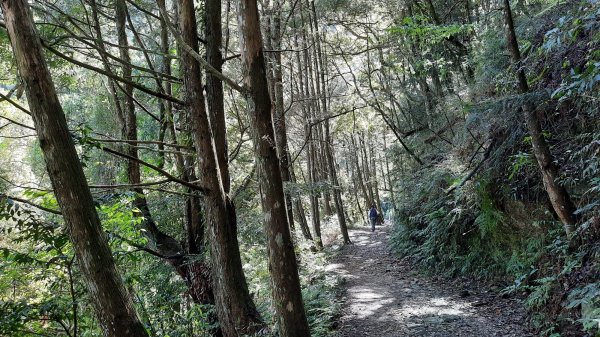 《台中》魔幻森林｜橫嶺山沙蓮山O型202104301367043