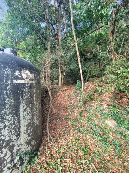 多納六秀 京大山2957586