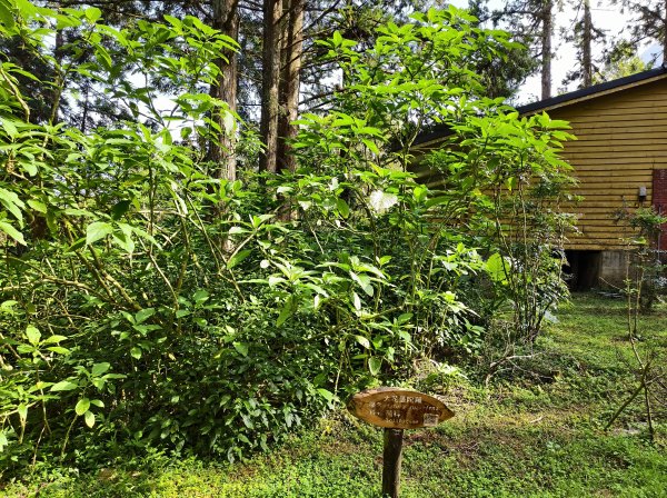 [百山百鳥尋旅-05/15] 2025_0830 溪頭賞鳥步道_賞鳥步道2875038