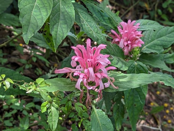 2023-05-27 臺北大縱走第一段2792701