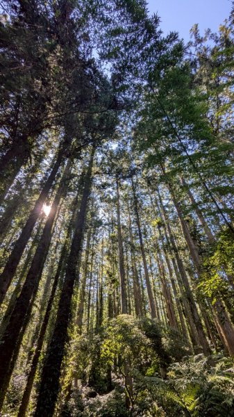 鳳凰山步道（溪頭）2838234