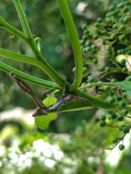 西阿里關山2823104