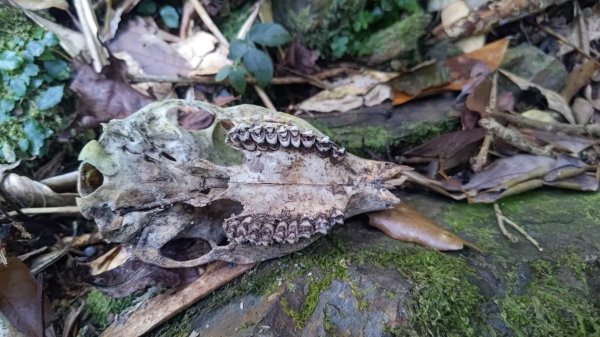 北坑山大板根東洗水山盡尾山東北峰2701699