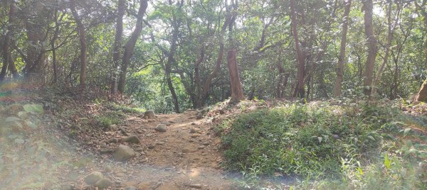 羊稠森林步道2776982