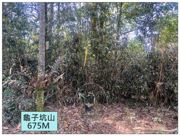 龜子坑山 (南投、魚池)2755653