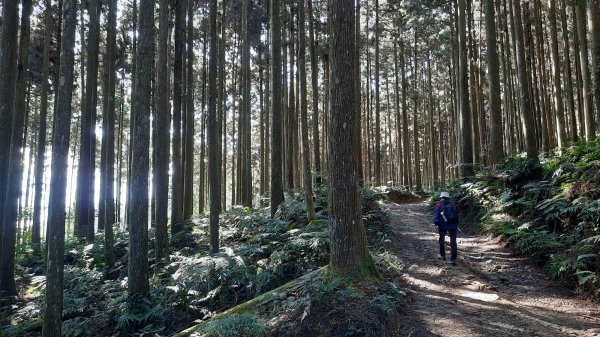 《新竹》幸福雲海｜鵝公髻山步道X山上人家202211051900108