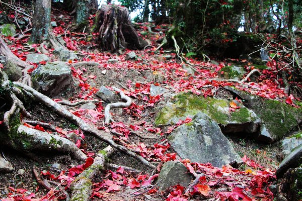 鳶嘴、稍來山O環-飛越岩稜 赴約紅葉 !787344