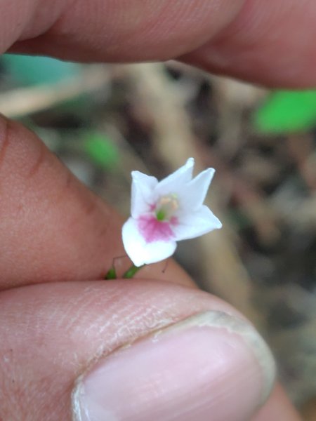 多納六秀 京大山2957528