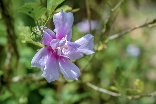九寮溪步道與梅花湖2927086