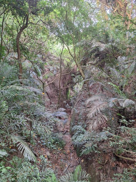 桃源里森林步道+龍鳳谷步道+坑子內山202509062880246